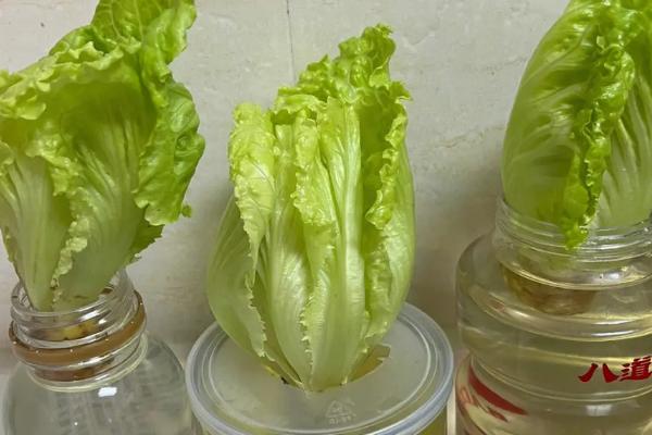 生菜根部切下来可以种吗,切下来的根部可水培种植