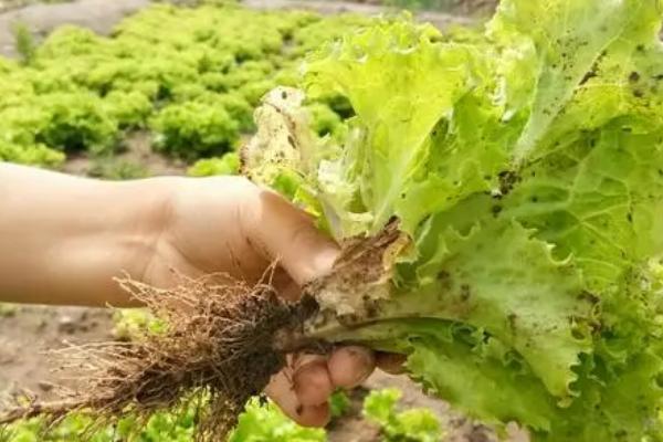 生菜根部切下来可以种吗,切下来的根部可水培种植