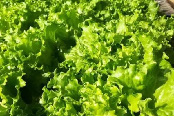 生菜根部切下来可以种吗,切下来的根部可水培种植