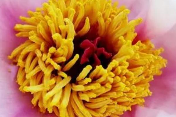 植物的花蕊分类,分为雌蕊和雄蕊