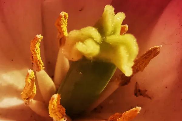 植物的花蕊分类,分为雌蕊和雄蕊