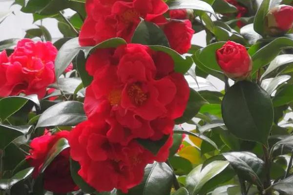 北方冬季怎么养茶花,需转移到20-25℃的室内养护