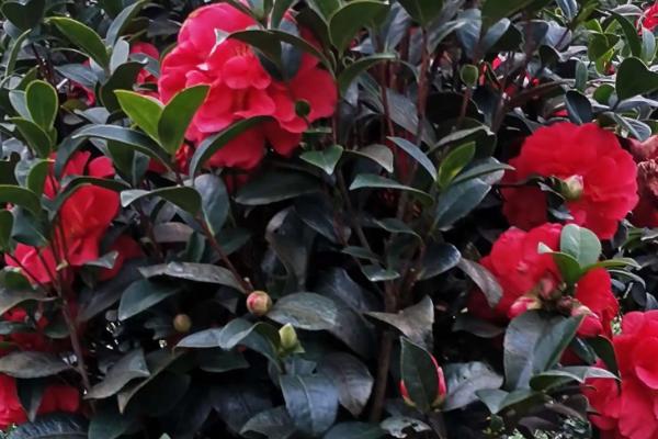 北方冬季怎么养茶花,需转移到20-25℃的室内养护