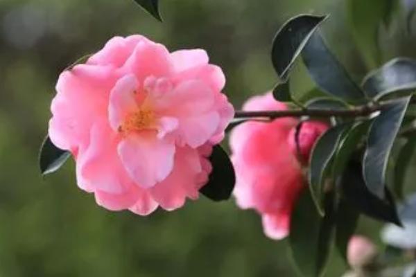 北方冬季怎么养茶花,需转移到20-25℃的室内养护