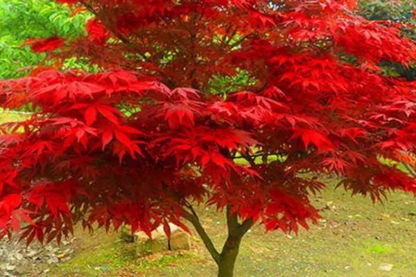 日本红枫耐寒多少度,只能忍受0℃的低温