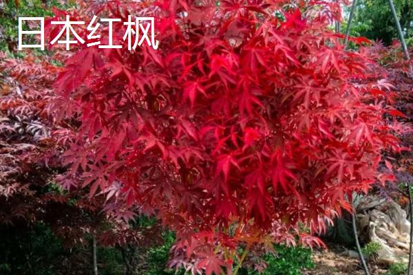 日本红枫耐寒多少度,只能忍受0℃的低温