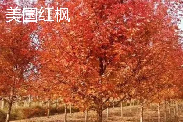 日本红枫耐寒多少度,只能忍受0℃的低温