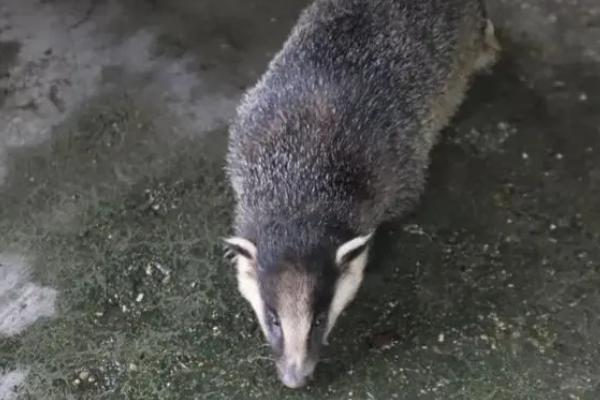 獾是什么动物,属于哺乳动物