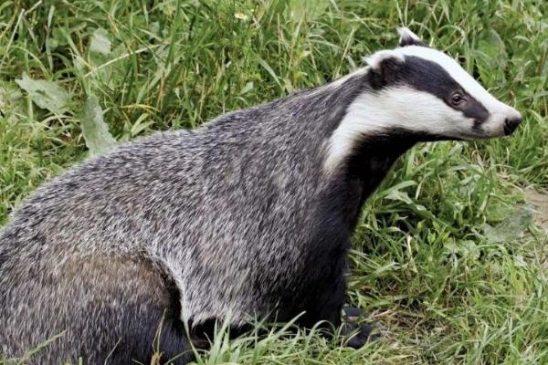 獾是什么动物,属于哺乳动物