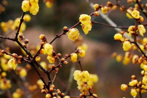 腊梅冬天怎么浇水,选择一天中温度较高的时间段进行