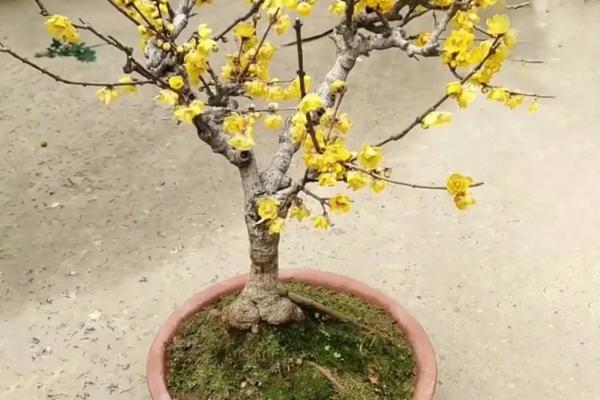 腊梅冬天怎么浇水,选择一天中温度较高的时间段进行