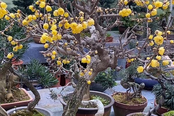 腊梅冬天怎么浇水,选择一天中温度较高的时间段进行