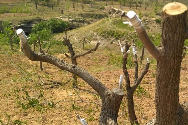 枣树怎么嫁接,在每年的4-9月份之间进行