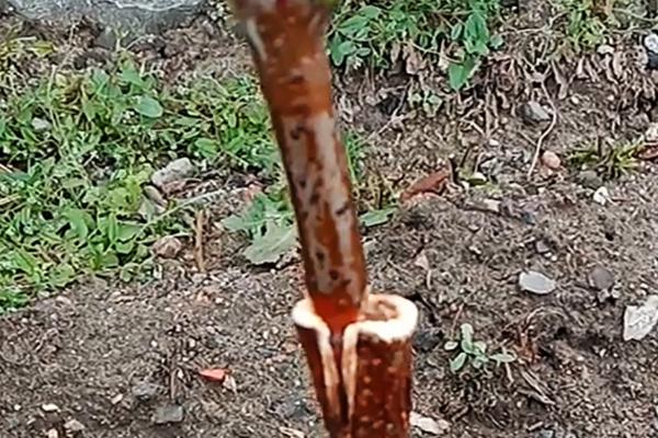 枣树怎么嫁接,在每年的4-9月份之间进行