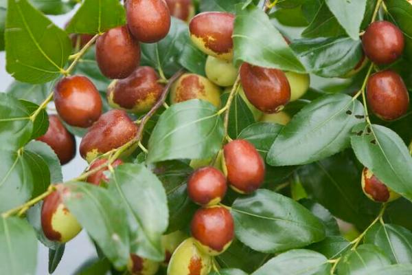 枣树怎么嫁接,在每年的4-9月份之间进行