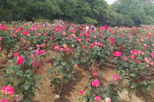 月季栽培管理要点,每天应保持6小时以上光照