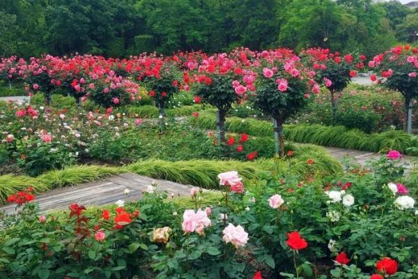 月季栽培管理要点,每天应保持6小时以上光照