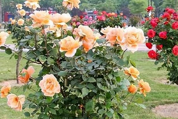 月季栽培管理要点,每天应保持6小时以上光照