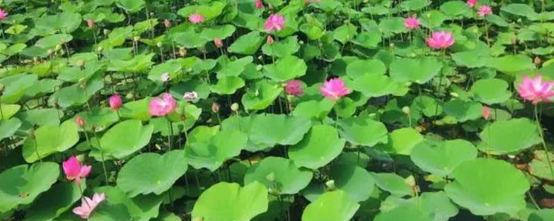 沈阳荷花什么时候开,6月-8月开放