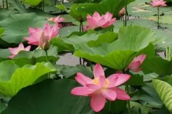 沈阳荷花什么时候开,6月-8月开放