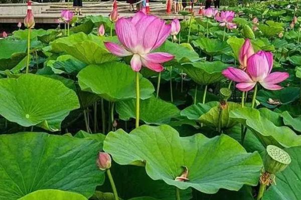 沈阳荷花什么时候开,6月-8月开放