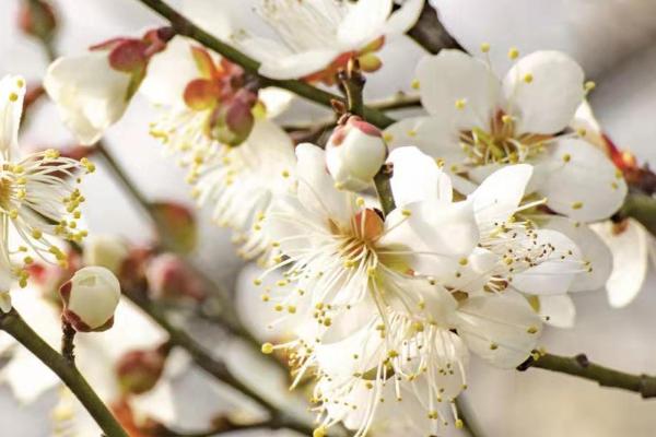 白梅花是什么花，也叫绿萼梅