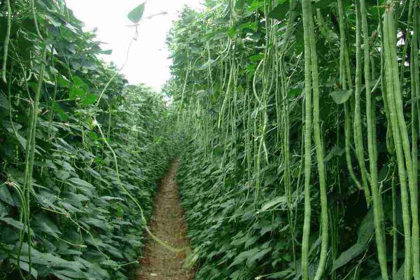 豆角叶子发黄干枯怎么办，应合理施肥、减低温度、科学用药等