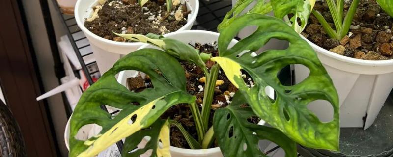 仙洞龟背竹有毒吗,汁液有毒