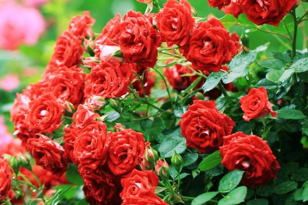 月季花的特点，花期较长且可四季开花