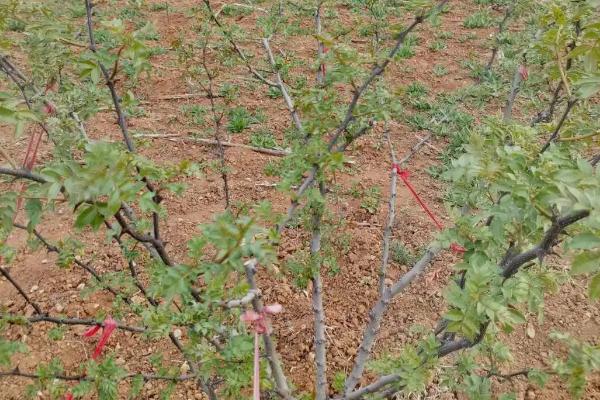 小花椒树的修剪方法,第一年应该短截