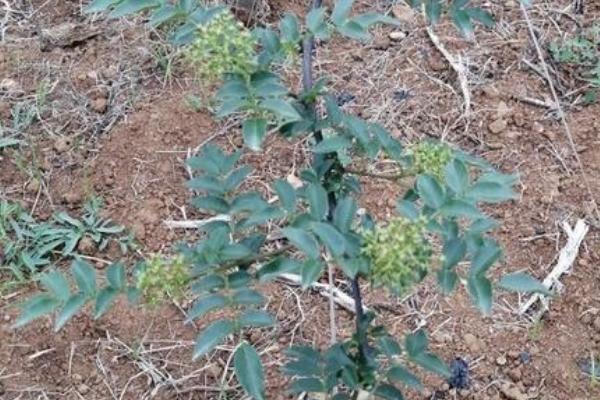 小花椒树的修剪方法,第一年应该短截