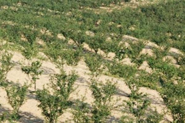 小花椒树的修剪方法,第一年应该短截