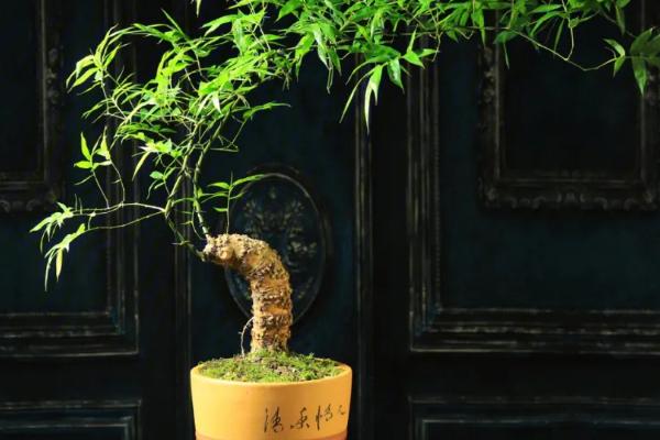 竹子如何盆栽才能旺盛生长,春秋季节每个月要追施尿素与复合肥