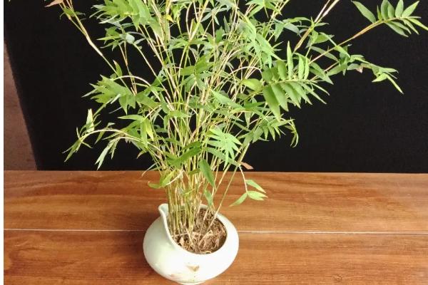 竹子如何盆栽才能旺盛生长,春秋季节每个月要追施尿素与复合肥