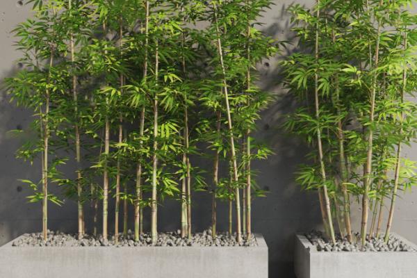 竹子如何盆栽才能旺盛生长,春秋季节每个月要追施尿素与复合肥