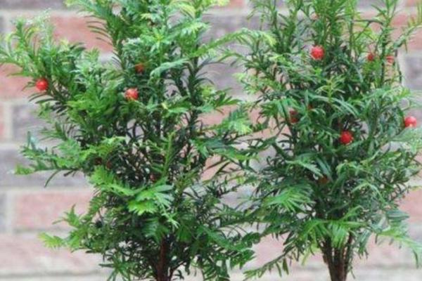 红豆杉盆景价格，不同品种价格不同