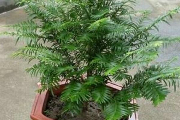 红豆杉盆景价格，不同品种价格不同