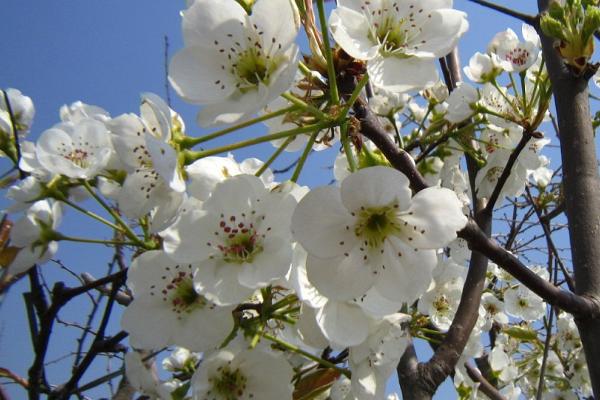 梨花秋天开放的原因,可能是灾害影响或气温较低导致的