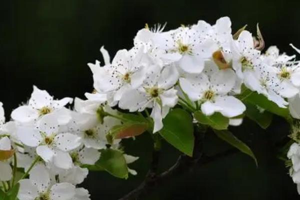 梨花秋天开放的原因,可能是灾害影响或气温较低导致的