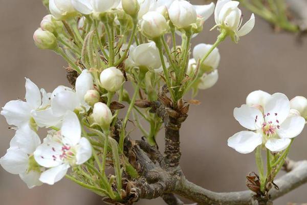 梨花秋天开放的原因,可能是灾害影响或气温较低导致的