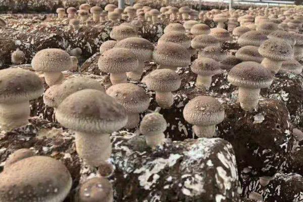 香菇的栽培技术,接种时间以2月下旬至4月为宜