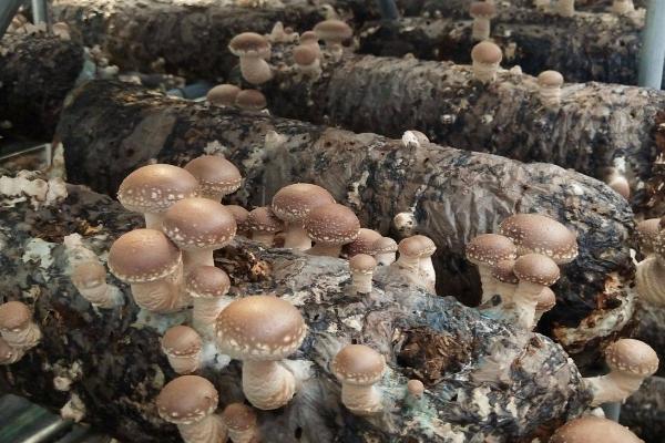 香菇的栽培技术,接种时间以2月下旬至4月为宜