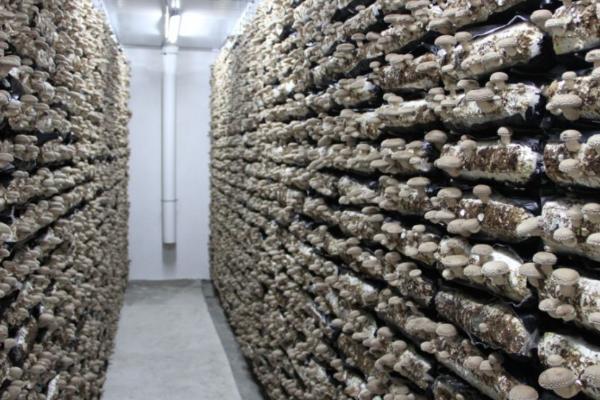 香菇的栽培技术,接种时间以2月下旬至4月为宜