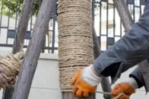 植物有什么过冬的方式,可套袋、刷白漆或者捆绑草绳等