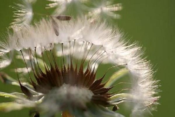 植物有什么过冬的方式,可套袋、刷白漆或者捆绑草绳等