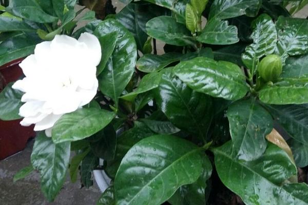 栀子花的养殖方法,注意冬季不能多浇水