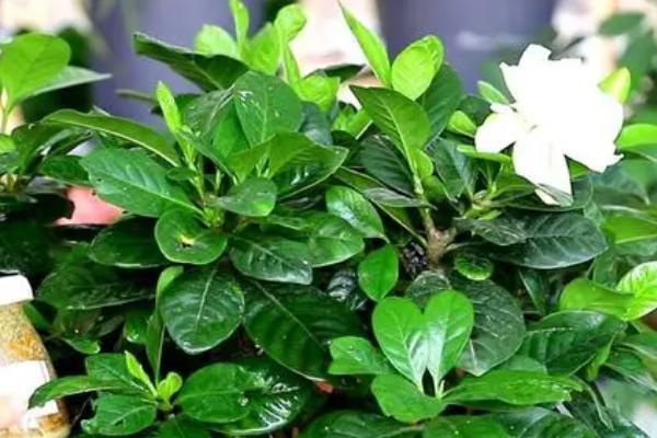 栀子花的养殖方法,注意冬季不能多浇水