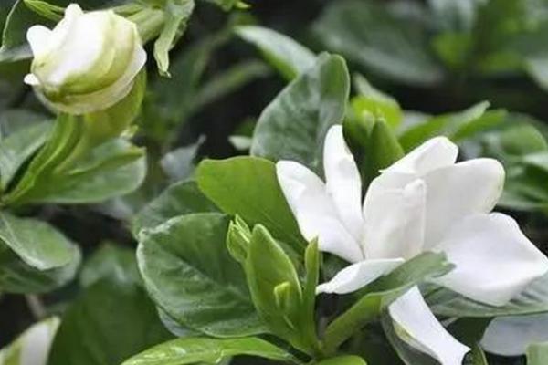 栀子花的养殖方法,注意冬季不能多浇水