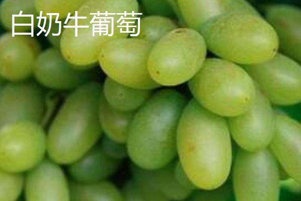 葡萄的种类，不同品种的成熟时间不同