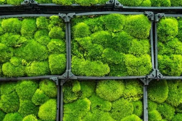 苔藓的养殖方法，入冬后需做好保暖工作